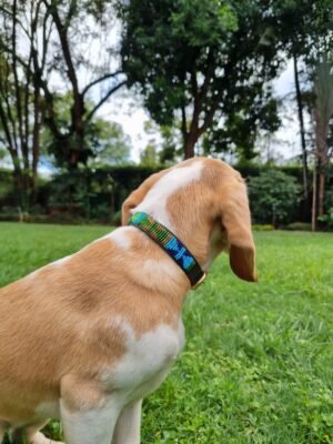 WhatsApp Image 2024-09-24 at 11.33.21 AM (1) Handmade Green Beaded Dog Collar - African Leather Pet Accessory