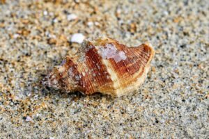 The Cowrie Shell of Africa