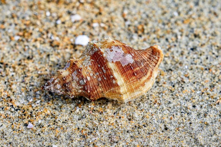 The Cowrie Shell of Africa